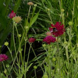 Knautia macedonica
