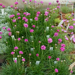 Armeria maritima 'spledens'