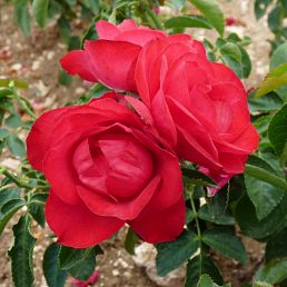 Rose de Pérouges®