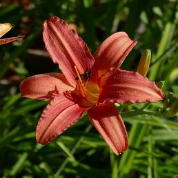 Hemerocallis Pink Damas