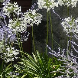 Agapanthus umbellatus Alba