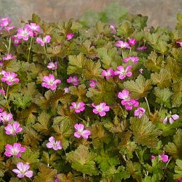 Geranium 'Orkney Cherry'