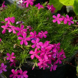 Phlox Douglasii-hybride 'Crackerjack'