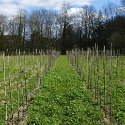 Pomme Grelot