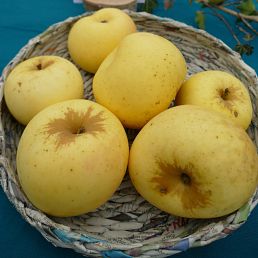 Reinette de Savoie