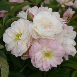 Heavenly Pink®