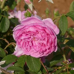 Harlow Carr®