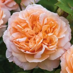 The Lady Gardener®