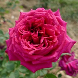 Parfum d'Edirose®