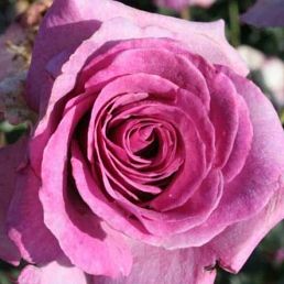 Violette parfumée grimpant®