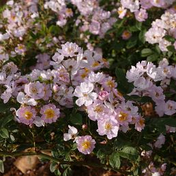 Euphrosyne