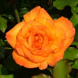 Rosier Sahara®