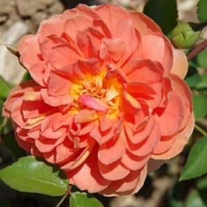 Rosier Pat Austin®