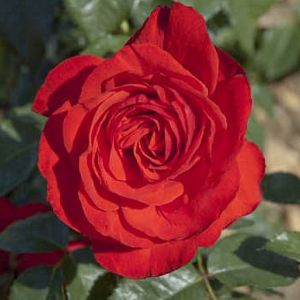 Rosier Chorus®