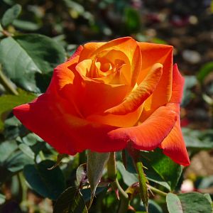 Rosier Henryane de chaponnay®