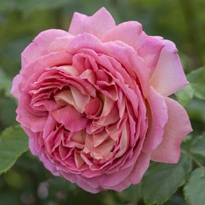 Rosier Jubilee Celebration®