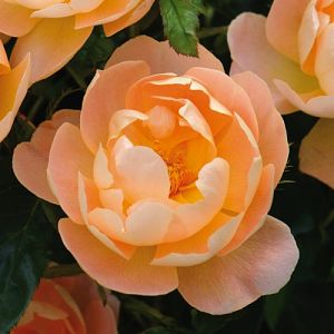 Rosier The Lark Ascending®