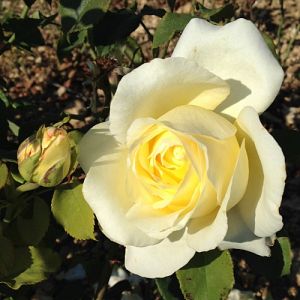 Rosier Elina®