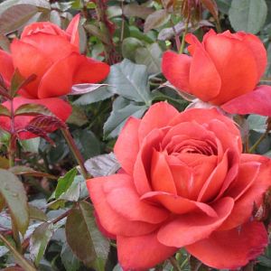 Rosier Hot Cocoa®