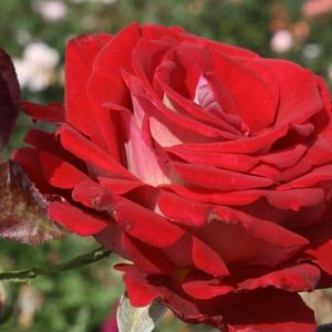 Rosier Bicolette