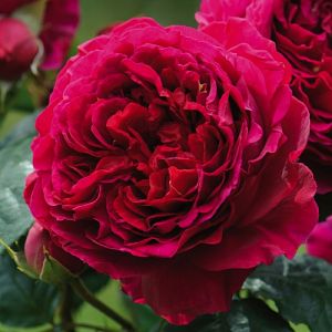 Rosier Heathcliff®