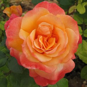 Rosier Frénésie®