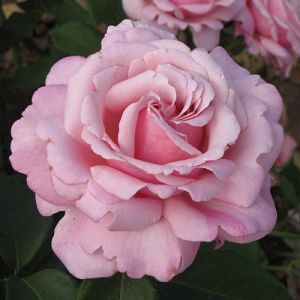 Rosier Parfum de Liberté®