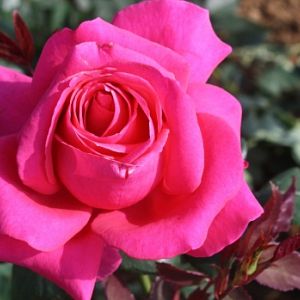 Rosier Charme de Bezouotte®