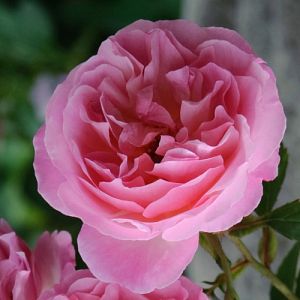 Rosier Hyde Hall®