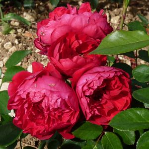 Rosier Florentina®