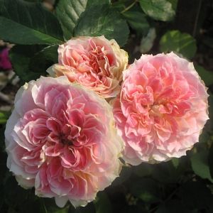 Rosier César®
