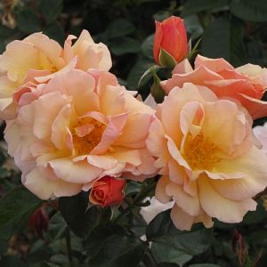 Rosier Martin des Senteurs®