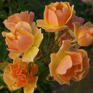 Rosier Happy Dance®
