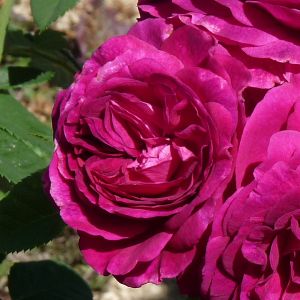 Rosier Purple Voluptia®