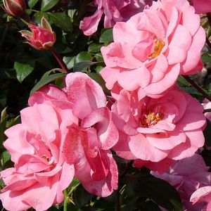 Rosier Les Amoureux de Peynet®