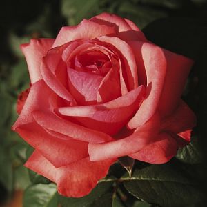 Rosier Gustave Courbet®