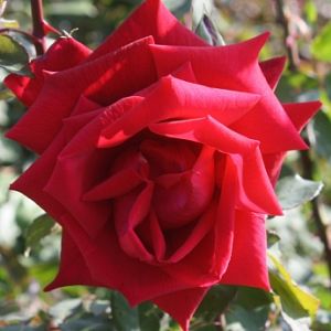 Rosier Ena Harckness Grimpant
