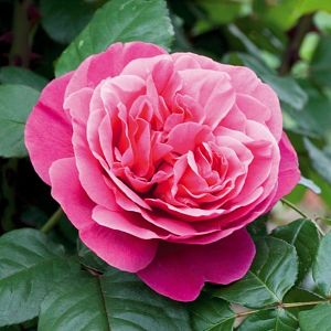 Rosier Line Renaud®