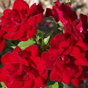 Rosier Rose de Fleurie®