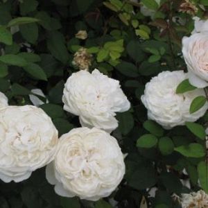 Rosier Winchester Cathedral®