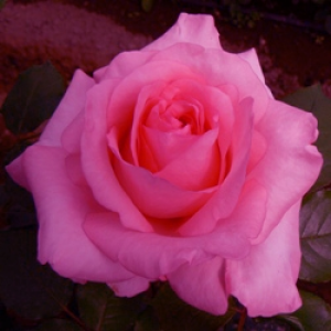 Rosier Hafiz®