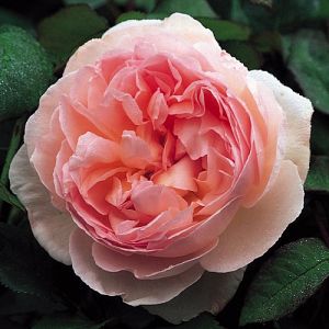 Rosier Sharifa Asma®