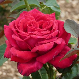 Rosier Reine des parfums®