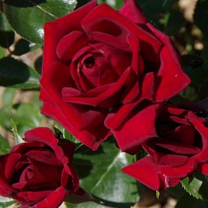 Rosier Papa Meilland grimpant®