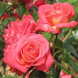 Rosier Constanze®