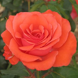 Rosier Koba