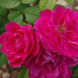 Rosier Akaroa®