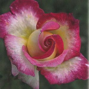 Rosier Sweet Delight®