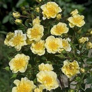 Rosier Golden Lodge®