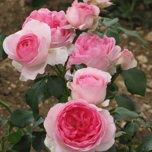 Rosier Joachim du Bellay®